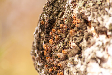 Bulbous bulging burl growth on tree trunk. initial growth stage.