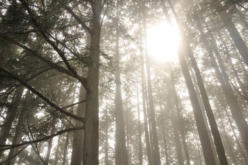 山霧に現れた太陽