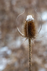 White Capped Thistle