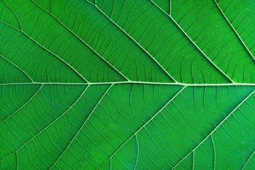 Fototapeta na wymiar Rich green rim light leaf texture see through symmetry vein structure, beautiful nature texture background concept