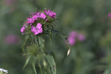 pink flower