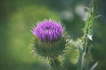  delicate purple flower thistle flower on a green background in summer day