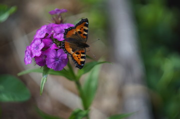 butterfly on a flower
