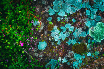 A colorful green mossy big stone backdrop. An abstract lichen on an old gray rock at the mystic forest, background.