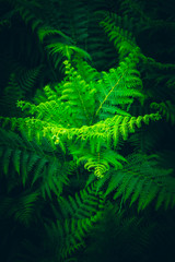 Beautiful colorful bright green fern leaves background. Exotic fern frond leaf texture in the forest close up, macro view.