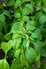Caraway is a flavorful and aromatic herb. The caraway seed is the most used part of the plant and can be used in baking, soups, stews and other foods but all parts of the plant are edible.
