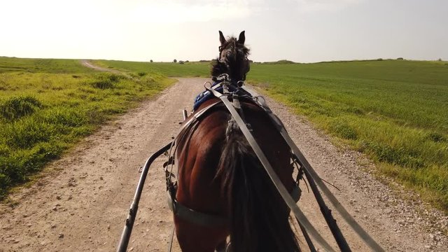 Dark brown horse pulling a Carriage on a dirt path on a sunny day, at 60 fps.