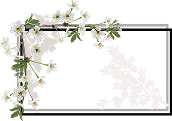 spring tree blossoming branches in simple frame