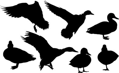 isolated on white silhouettes of seven ducks