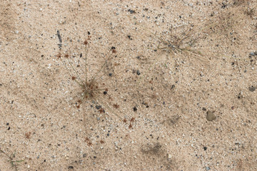 Closeup of sands of the desert. Sand backgrounds and texture