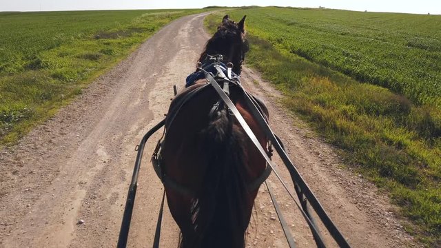 Dark brown horse pulling a Carriage on a dirt path on a sunny day, at 60 fps.