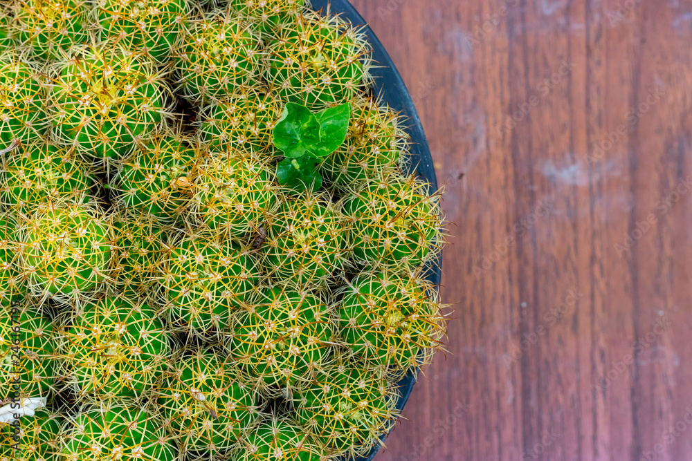 Wall mural Top view Mammillaria nivosa cactus big plants on wooden background.