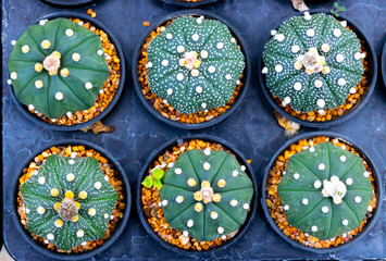 Top view Echinopsis Subdenudata Baby Cactus flower in plants.