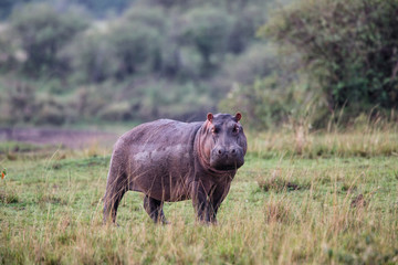 Fototapeta premium Hippopotamus walking in the Masai Mara National Park in Kenya
