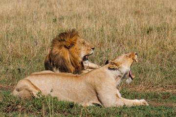 Mating couple of lions on the savannah in the Masai Mara National Park in Kenya