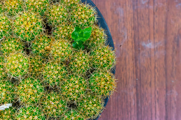 Top view Mammillaria nivosa cactus big plants on wooden background.