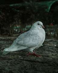 white bird standing on the ground