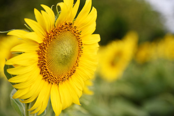 Obraz premium Beautiful sunflower in the garden
