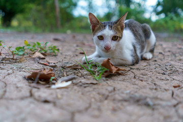 Cat playing outside at sunset time.