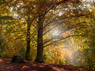 Autumn forest in the sunlight