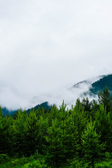 beautiful foggy mystic mountains. Fog clouds at the pine tree mystical woods, morning. Europe, mysterious alpine landscape.