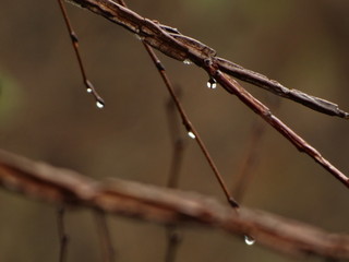Water Drops on Nude Tree Branches