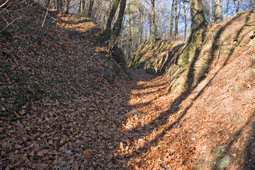 Panoramic view of a forest path on an winter afternoon.