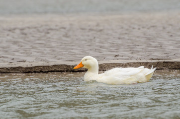 goose on water