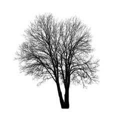 Tree without leaves isolated on white background.