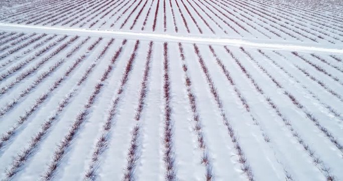 Aerial view of blueberry field in winter