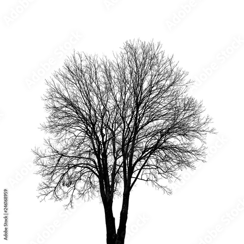 Free Printable Black And White Tree Photoshop - friend quotes