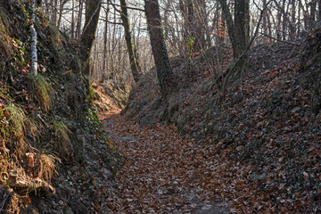 Panoramic view of a forest path on an winter afternoon.