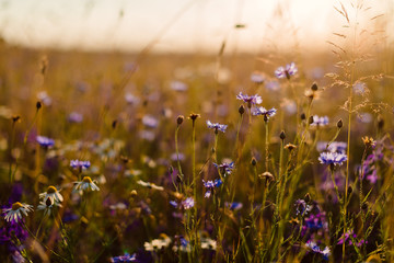 View of beautiful cosmos flower field in sunset time. Field of grass, daisies and cornflowers