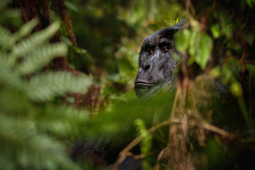 Wild mountain gorilla in the nature habitat. Very rare and endangered animal close up. African wildlife.Big and charismatic creature. Mountain gorillas. Gorilla beringei beringei.