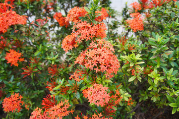 Ixora coccinea or flame of the woods or jungle geranium many red flowers