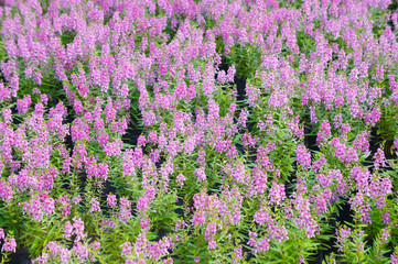 Angelonia angustifolia or summer snapdragon pink flowers