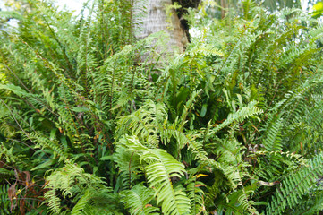 Nephrolepis exaltata or sword fern green plant