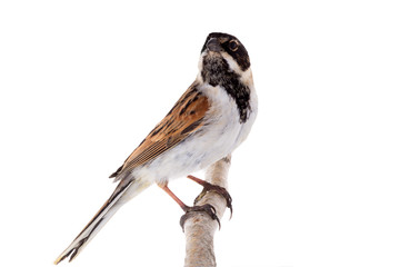 reed bunting