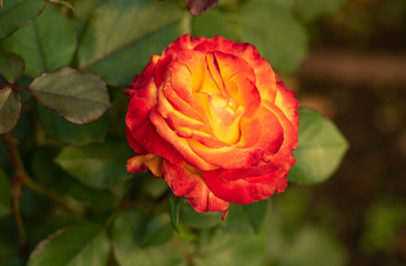 Close up view on yellow-red rose in rosarium. Floral background. Single rose with green leaves. Red rose blossoming in rosary at summer. Blurred background. Selective soft focus