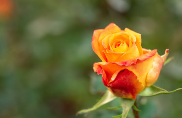 Yellow-red rose flowering in rosary, close up view. Floral background. Single rose blooming. Yellow rose blossoming in rosarium. Blurred background. Selective soft focus