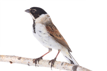 reed bunting