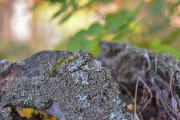 Fototapeta na wymiar green moss on a stone