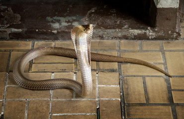 Snake Siamese cobra ( Naja kaouthia ) spread the hood on the tile floor.
