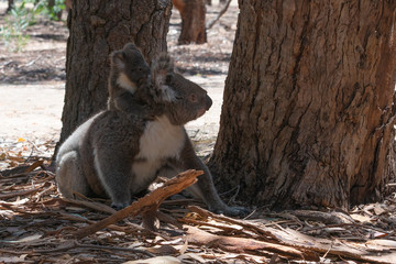 Wild Koalas on the ground with the mother carrying her baby koala on her back on Kangaroo island Australia