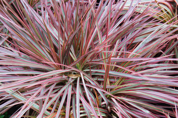 Dragon  tree dracaena marginata colorama plant
