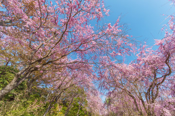 Obraz na płótnie Canvas Blooming sakura flower tree in garden in Japan. Spring nature.