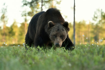 Obraz na płótnie Canvas brown bear approaching