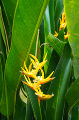 Heliconia angusta yellow christmas plant with green foliage vertical