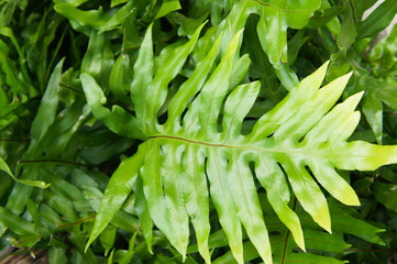 Phymatodes scolopendria green plant leaf