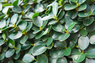 Green leaves of chinese fig ficus microcarpa panda background